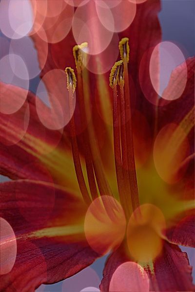 California Abstract of day lily flower